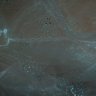 Printed Organza Cream.jpg - 